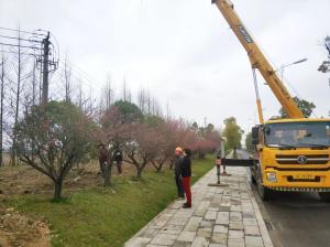  外環(huán)線道路景觀工程二、三標段進行補植復(fù)綠工作